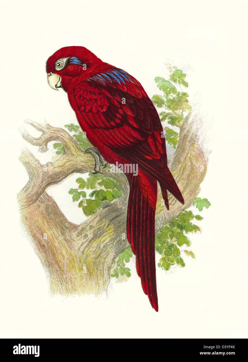 LE PARROT LORY À RAYURES BLEUES numérisation haute résolution améliorée de Antique Victorian couleur plaque de lithographe de 1860's Cassell's Book of Oiseaux Banque D'Images