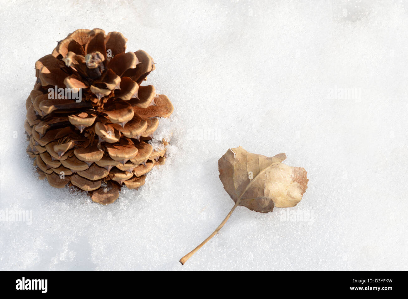 Des feuilles de peuplier et des cônes de conifères sur la neige Banque D'Images