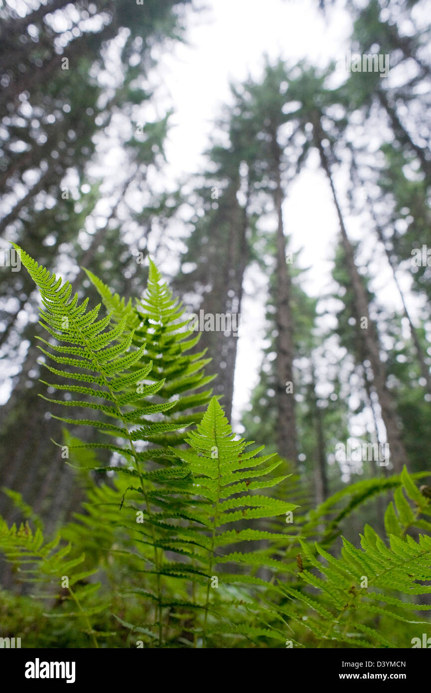 Altenmarkt-Zauchensee, Salzburger Land, Autriche Banque D'Images