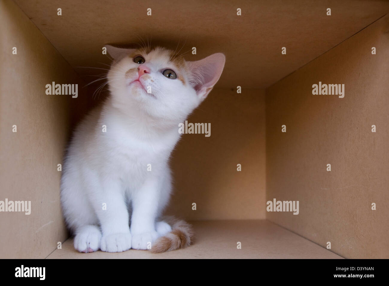 Chaton en boîte carton Banque D'Images