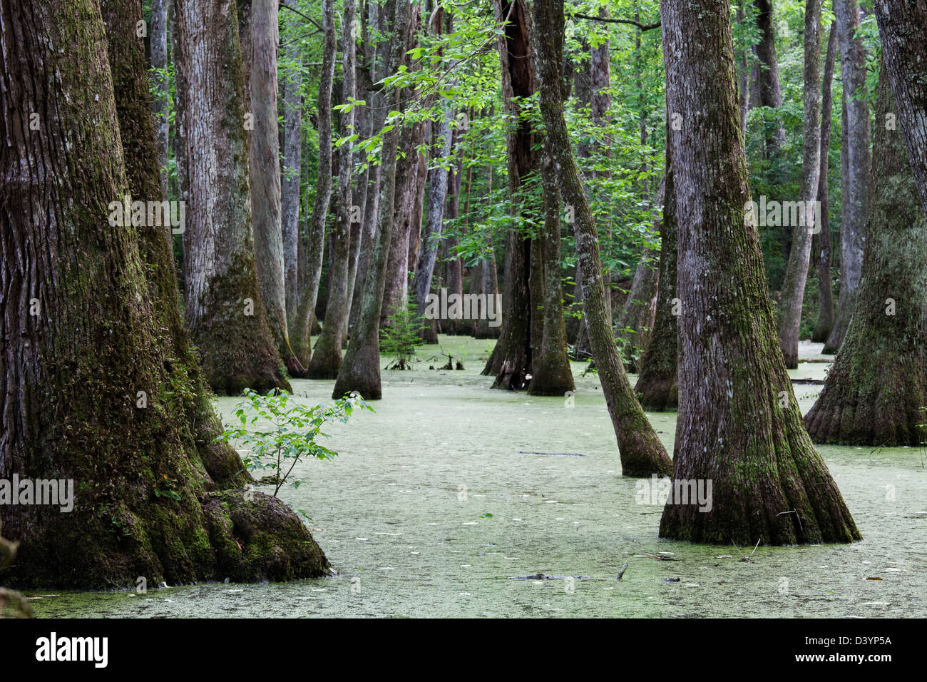 Cypress Swamp, Natchez Trace Parkway, Mississippi, États-Unis Banque D'Images