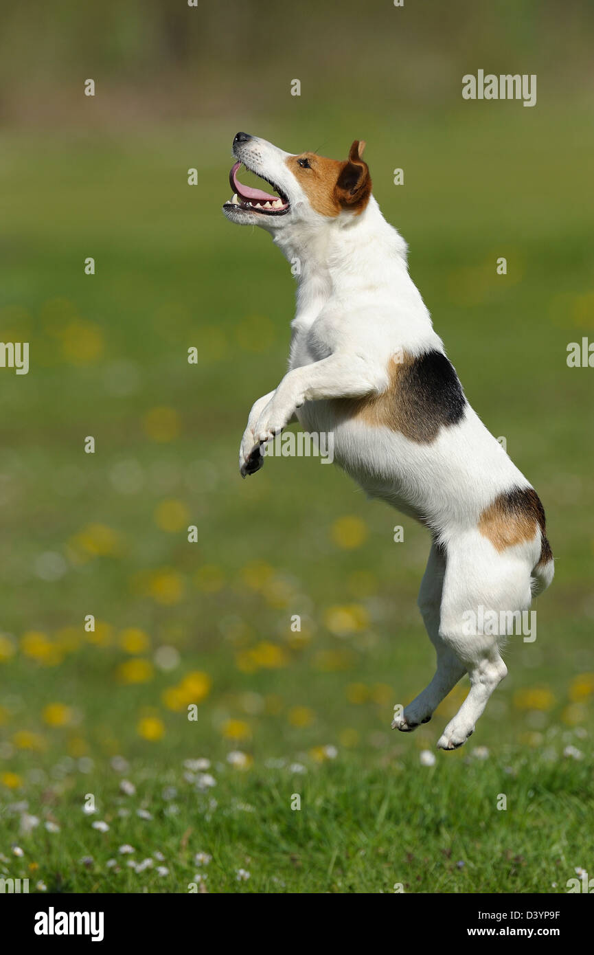 Jack Russell Terrier, Bavière, Allemagne Banque D'Images