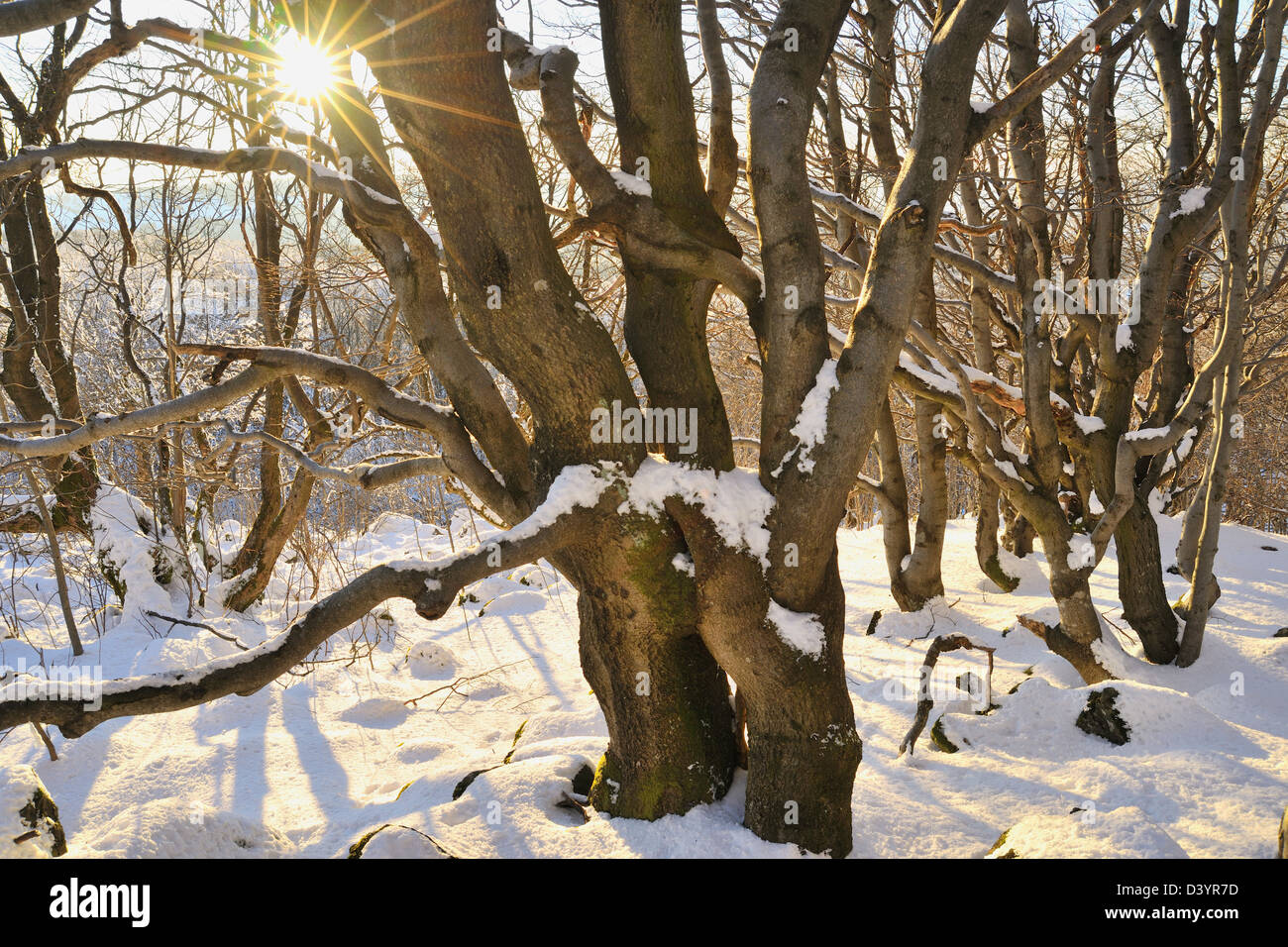 Forêt de hêtres en hiver au coucher du soleil, Kreuzberg, Rhon Mountains, Bavière, Allemagne Banque D'Images