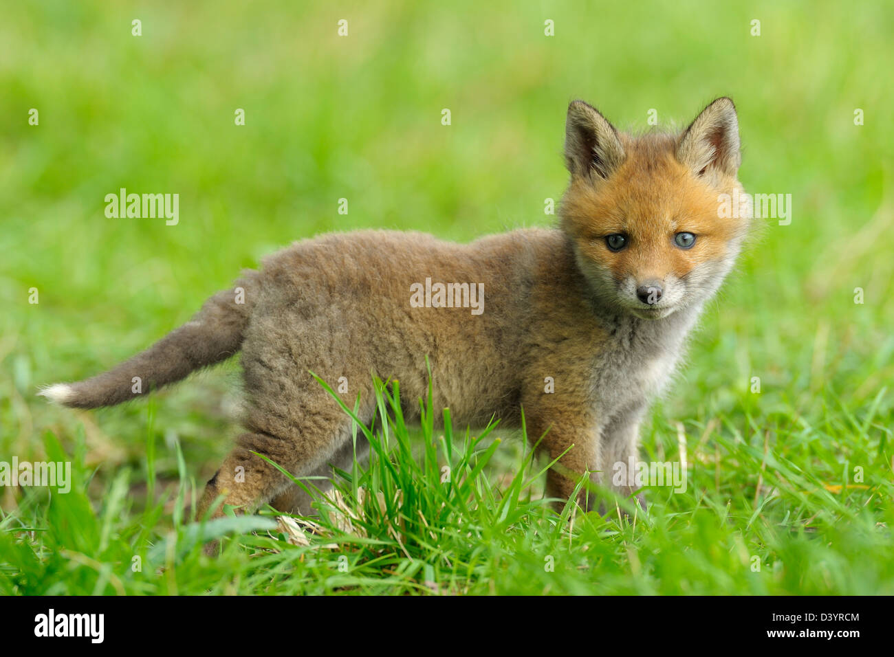 Red Fox Kit, Hesse, Allemagne Banque D'Images