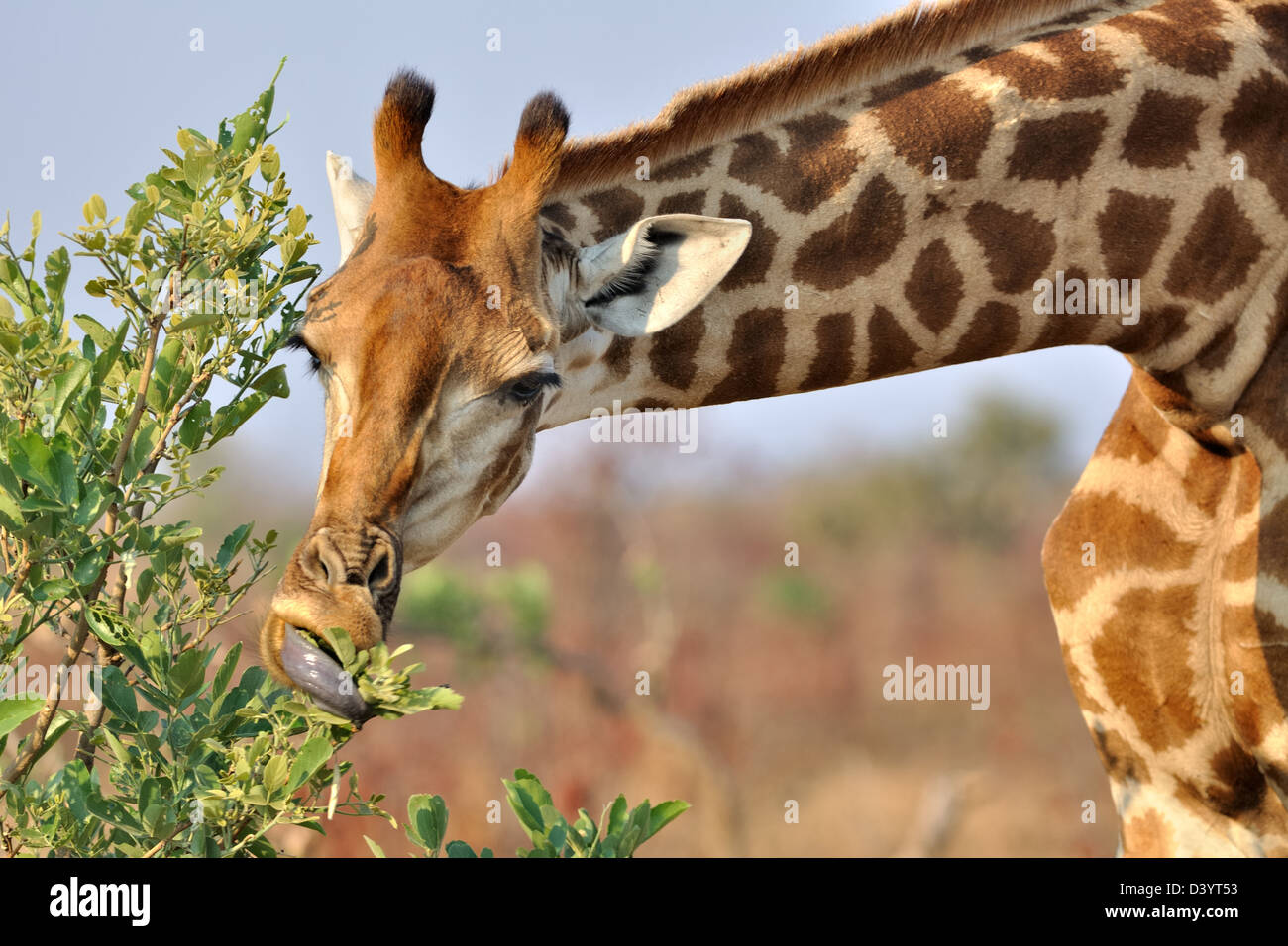 Girafe (Giraffa camelopardalis) se nourrissant des feuilles, Kruger National Park, Afrique du Sud, l'Afrique Banque D'Images