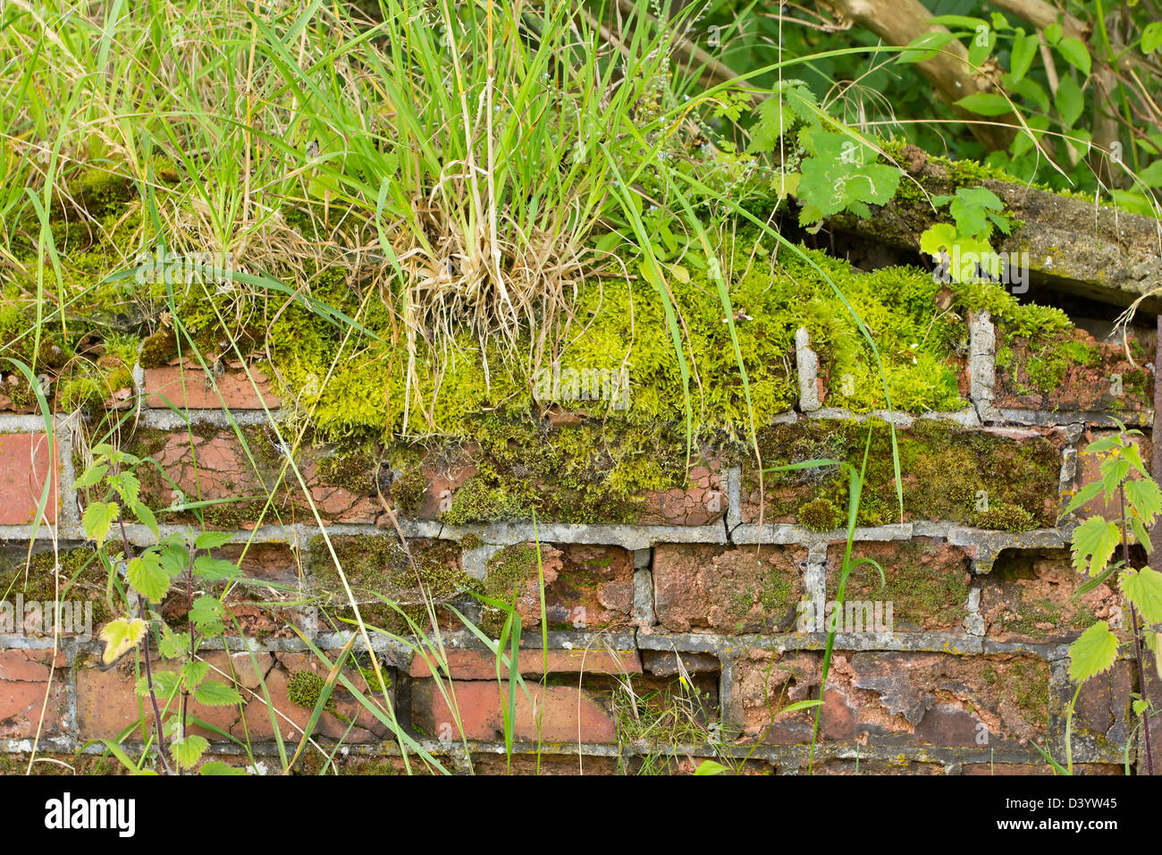 Arrière-plan d'un mur en ruine couverts de mousse et les mauvaises herbes Banque D'Images