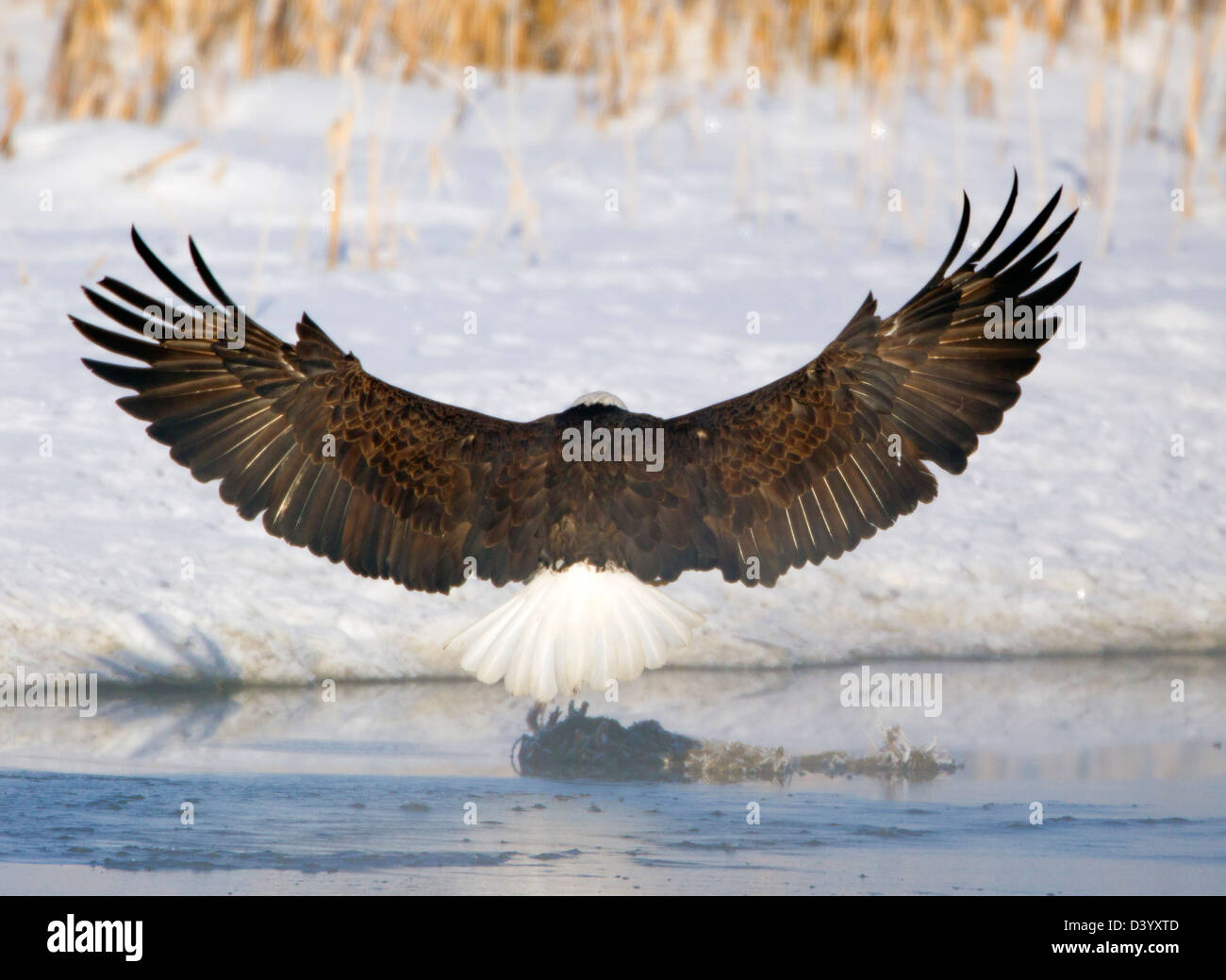 Bald Eagle Wings Up Photo Stock - Alamy