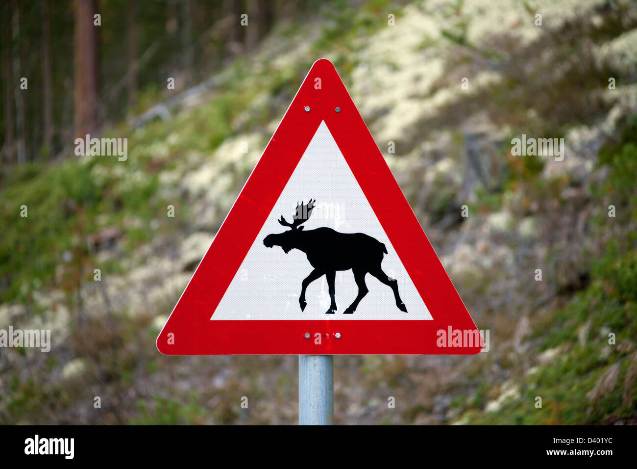 Panneau d'avertissement pour l'orignal (Alces alces) traverser la route en Suède Banque D'Images
