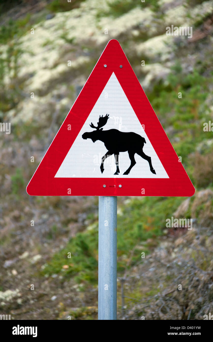 Panneau d'avertissement pour l'orignal (Alces alces) traverser la route en Suède Banque D'Images