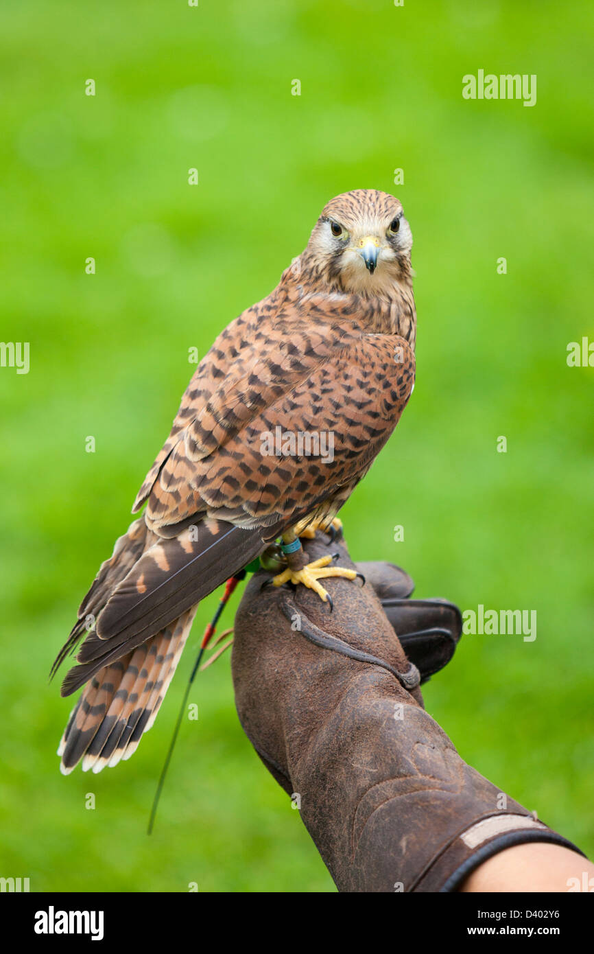 Un Faucon crécerelle femelle fauconniers perché sur un gant. Banque D'Images