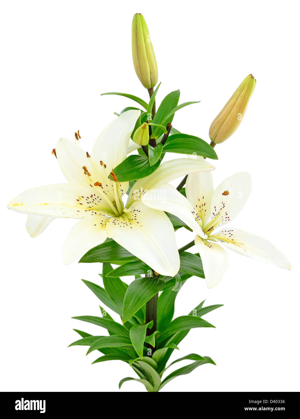 De belles fleurs de lys blanc isolé sur fond blanc Photo Stock - Alamy