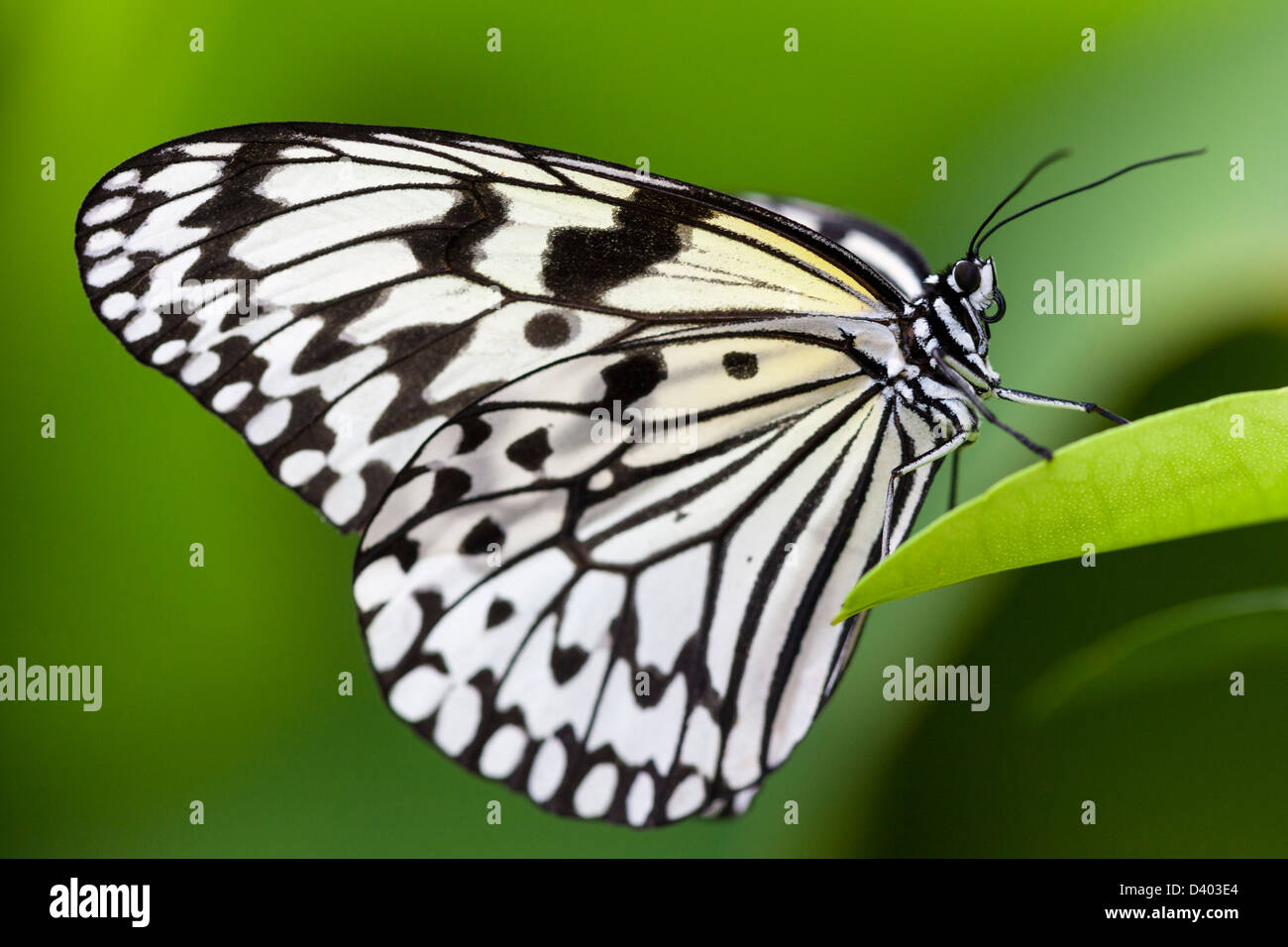 Idea leuconoe, également appelé Kite Papier papillon sur une feuille dans la forêt tropicale de l'île d'Iriomote, Okinawa Prefecture Banque D'Images