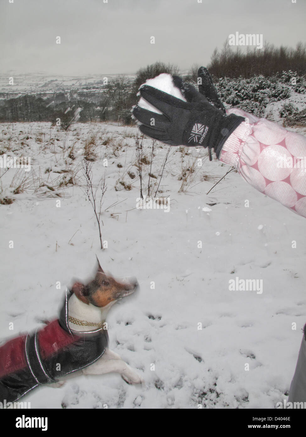 Jack Russell Terrier sauter de snowball Banque D'Images