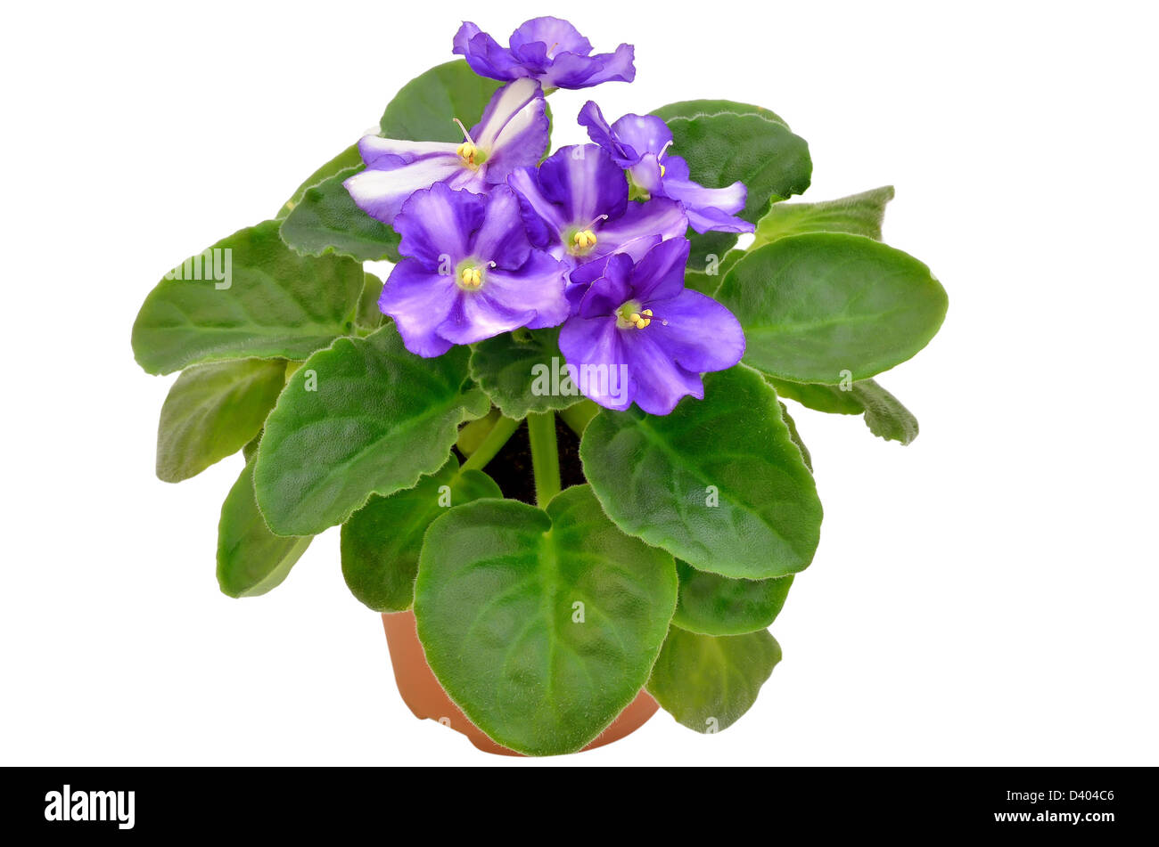 Fleur violette en pot de fleurs isolé sur fond blanc Photo Stock - Alamy