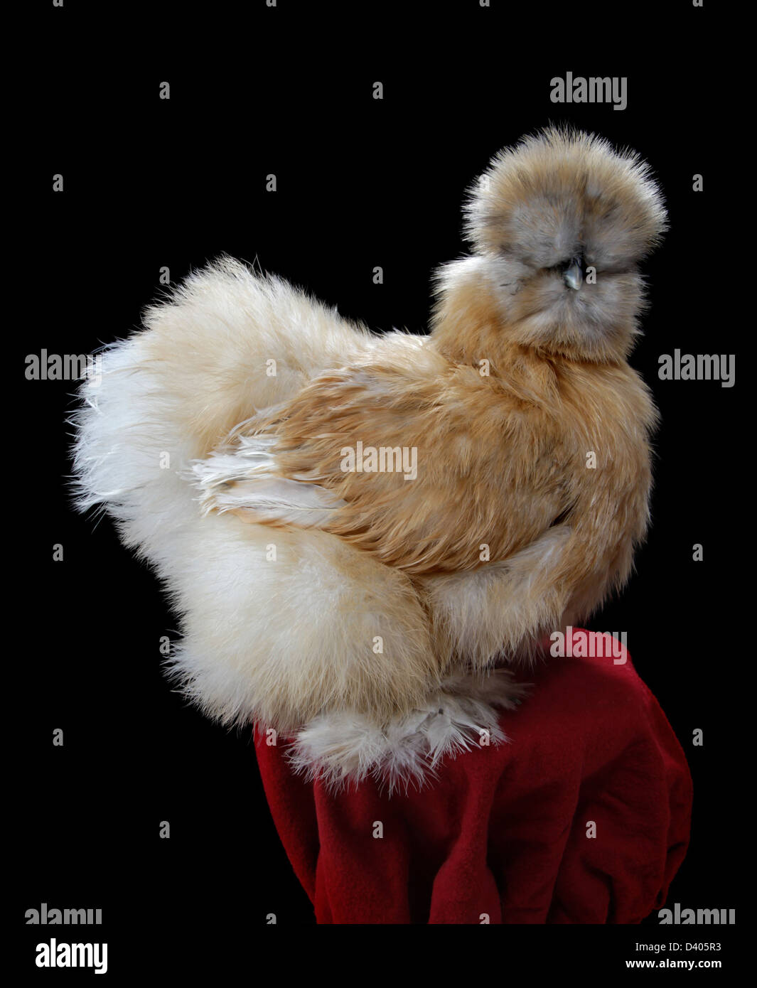 Un barbu en porcelaine silkie chicken (hen). Meilleur de variété dans le nord-est 2013 Congrès de la volaille à West Springfield, MA. Banque D'Images