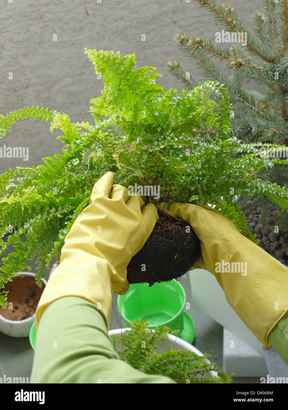 Libre de mains du jardinier portant des gants de caoutchouc en pot plante fougère literie hors Banque D'Images