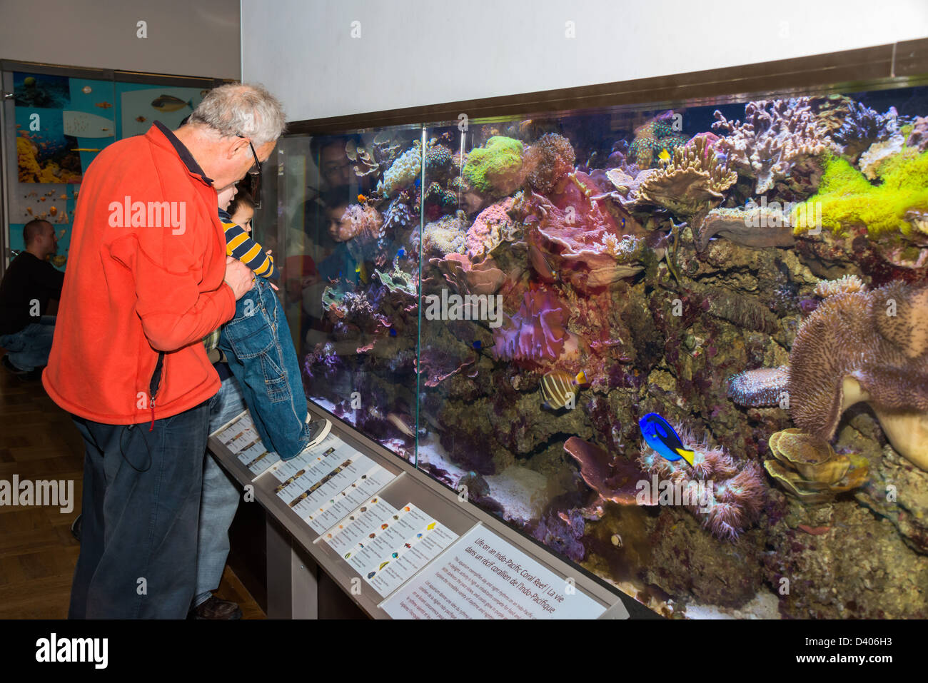 Homme et enfant à la recherche dans un grand aquarium marin au Musée royal de l'Ontario, Toronto, Canada. Banque D'Images