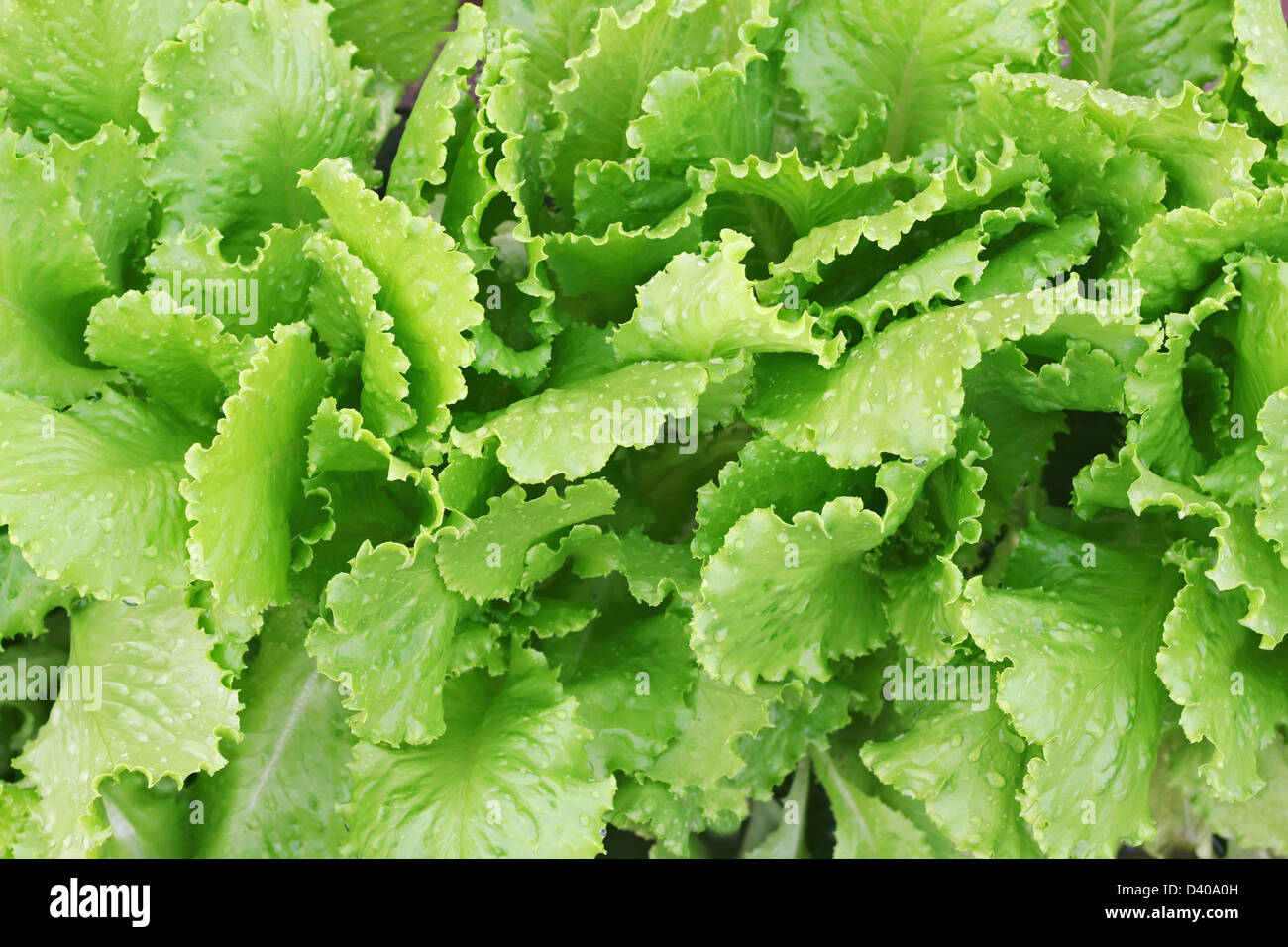 Salade dans le potager Banque D'Images