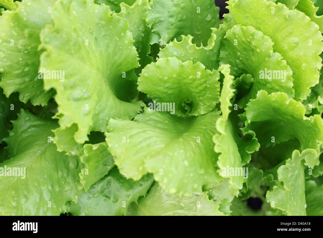 Laitue fraîche dans le jardin Banque D'Images