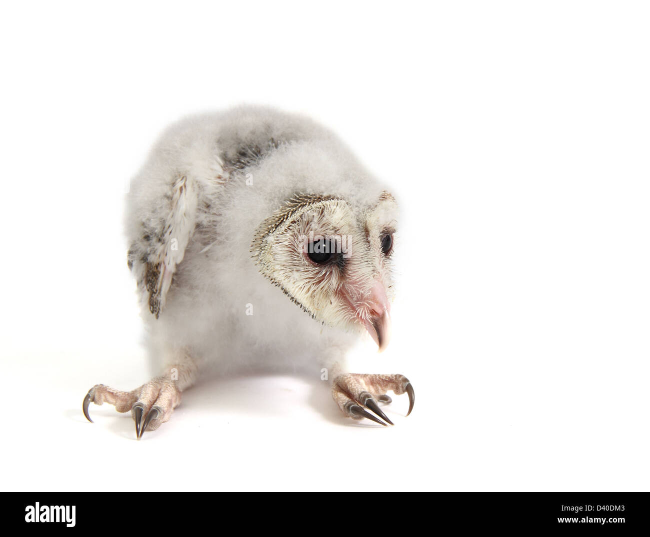 Poussin effraie des clochers Tyto alba photographié sur un fond blanc et prêtes pour la découpe Banque D'Images