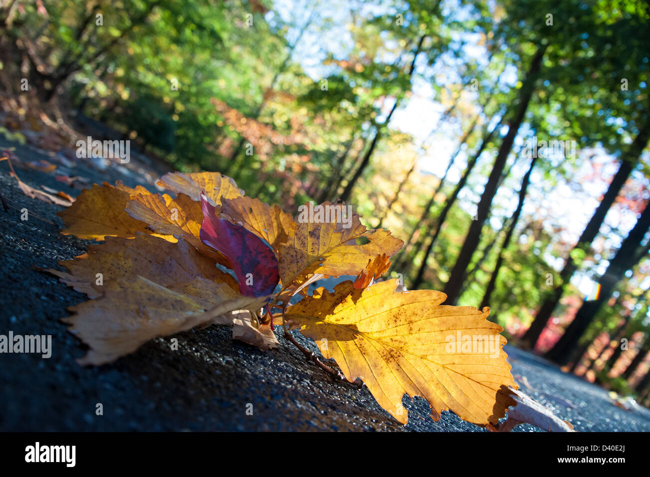 Sunlit Autumn Leaves casting shadows sur une route sinueuse dans les montagnes de Géorgie du Nord sur un beau matin d'automne. (USA) Banque D'Images