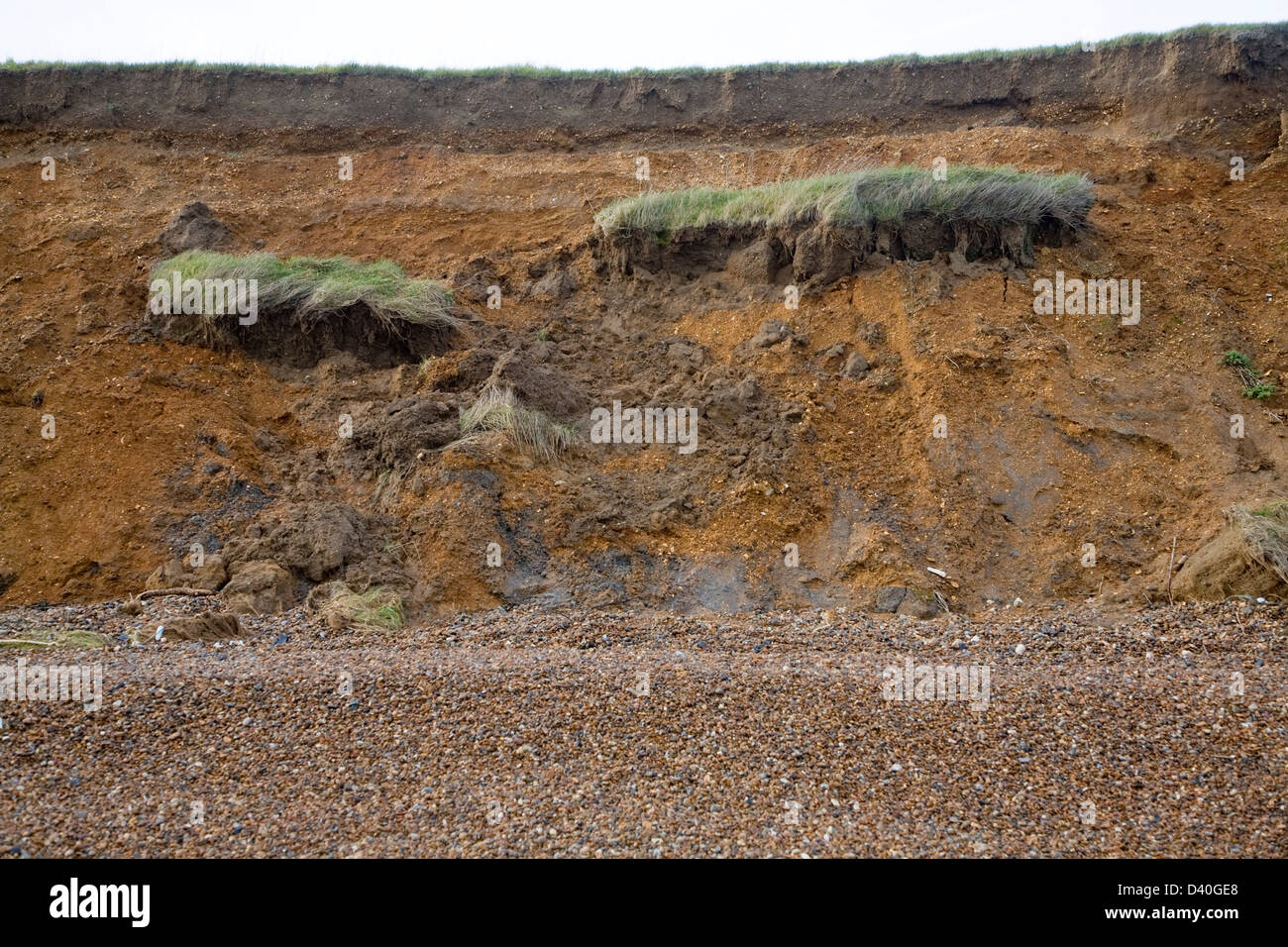 Une érosion rapide de falaise de soft red Crag rock à East Lane, Bawdsey, Suffolk, Angleterre Banque D'Images