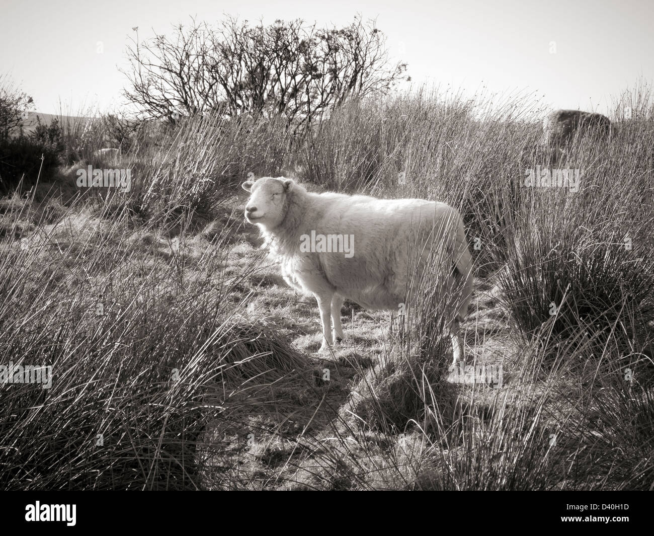 De l'image monochrome rétroéclairé un mouton debout sur un terrain accidenté avec de l'herbe et les ajoncs Banque D'Images