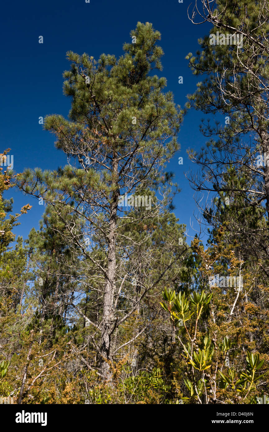 Bishop Pine (Pinus muricata) Mendocino, en Californie du Nord, USA Banque D'Images