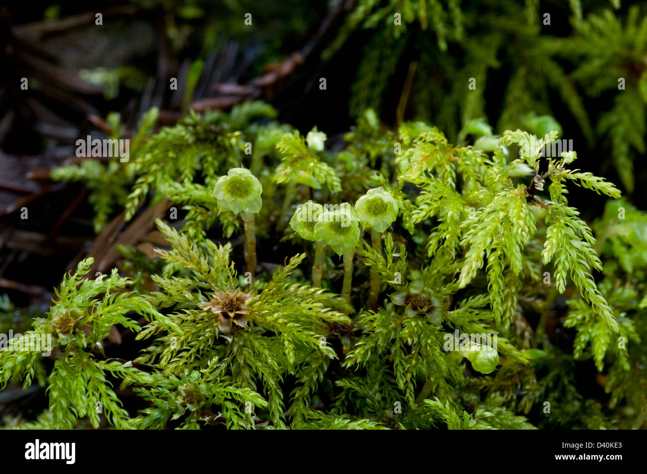 Palmier moss (acanthoneuros les gamétophytes femelles Leucolepis), close-up de la Californie, USA Banque D'Images