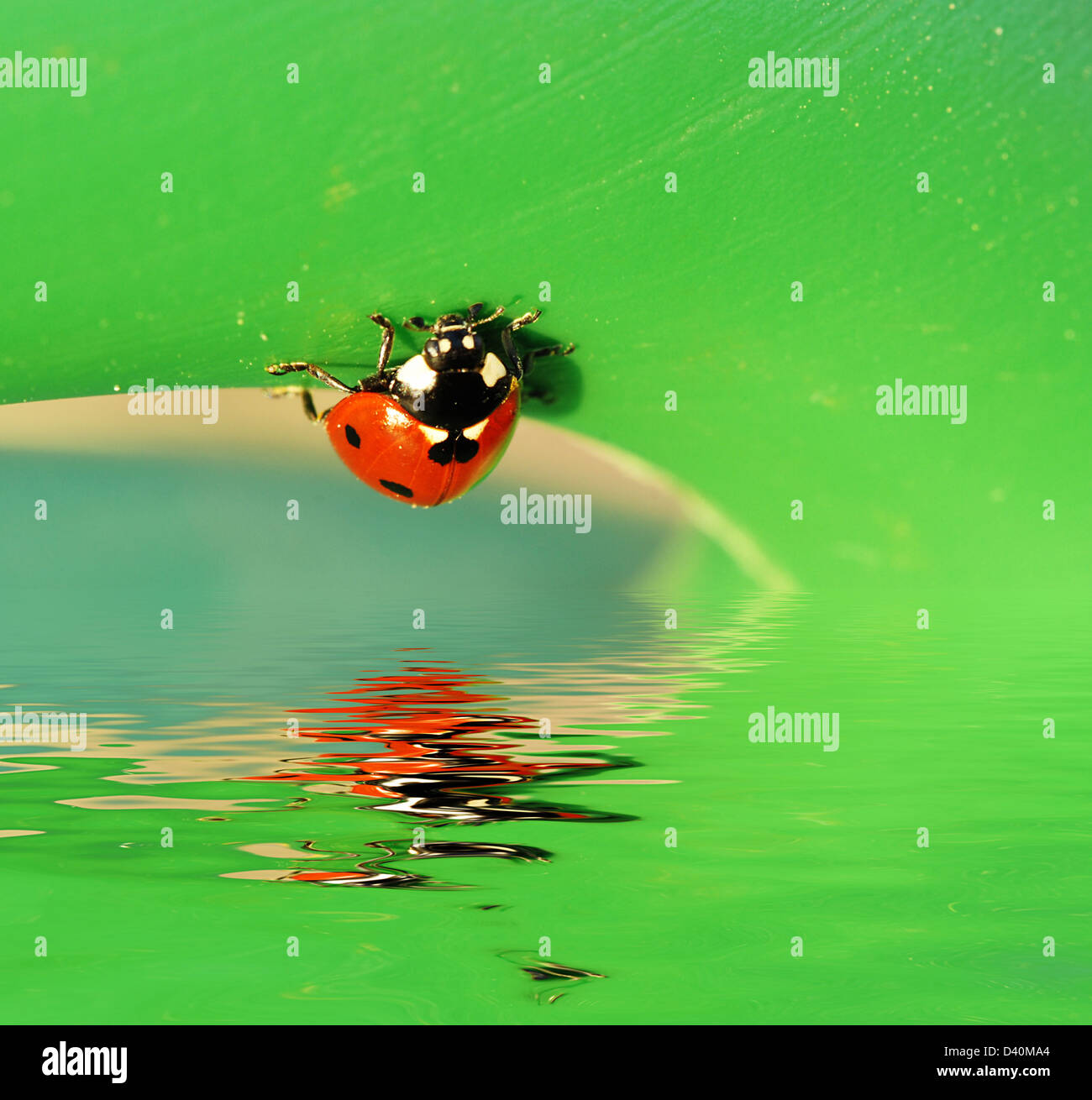 Petit mignon coccinelle sur une feuille verte se reflète dans l'eau Banque D'Images