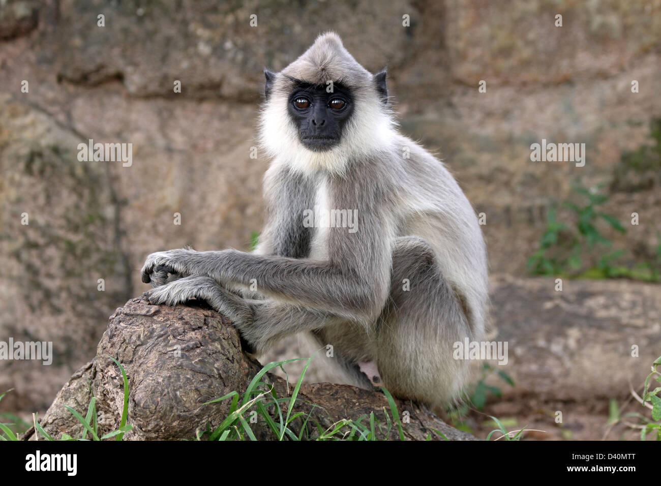 Le juvénile Gray Langur Semnopithecus priam Banque D'Images