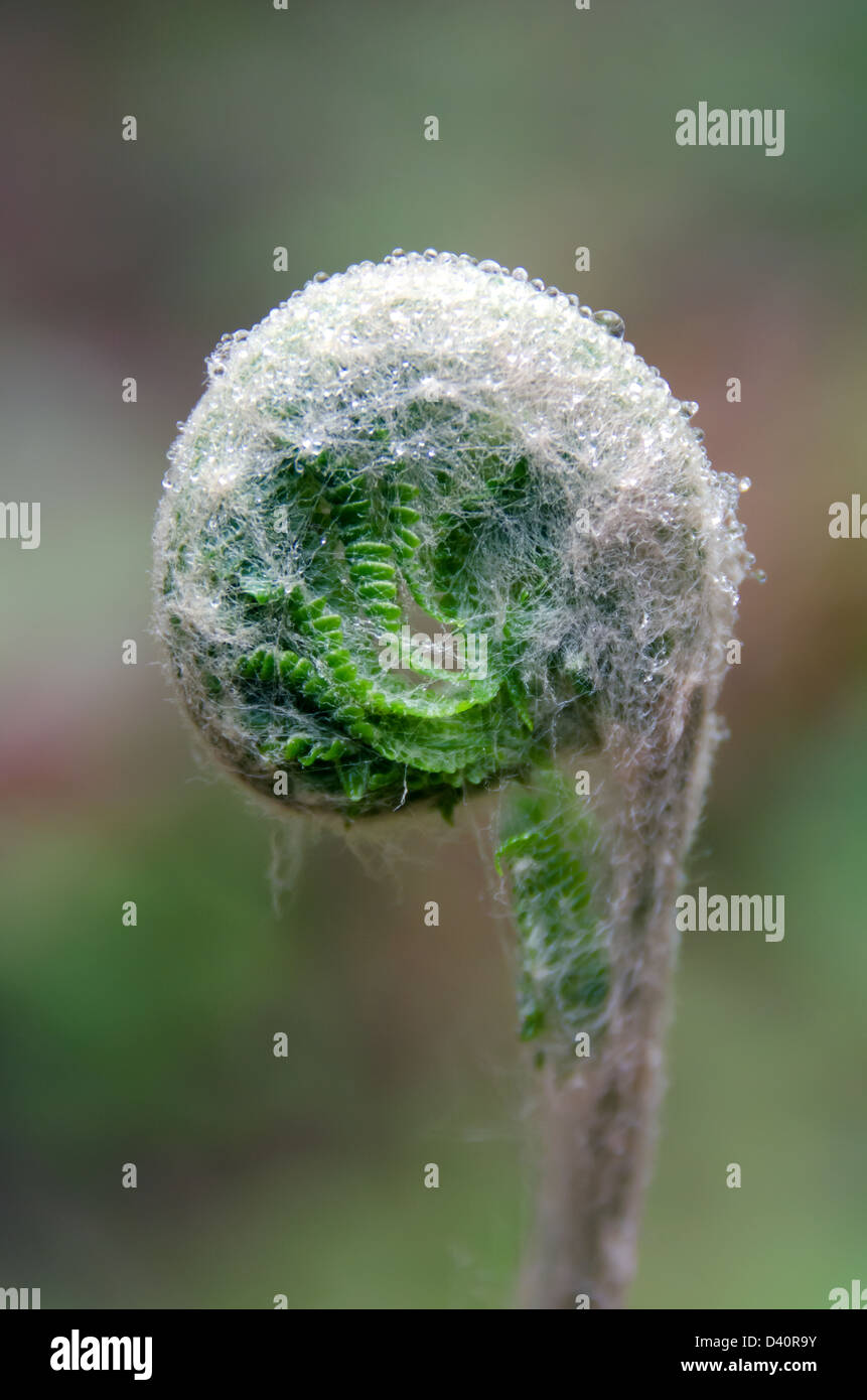 Une fougère osmonde cannelle le long du sentier de Ship Harbour, l'Acadia National Park, Maine. Banque D'Images