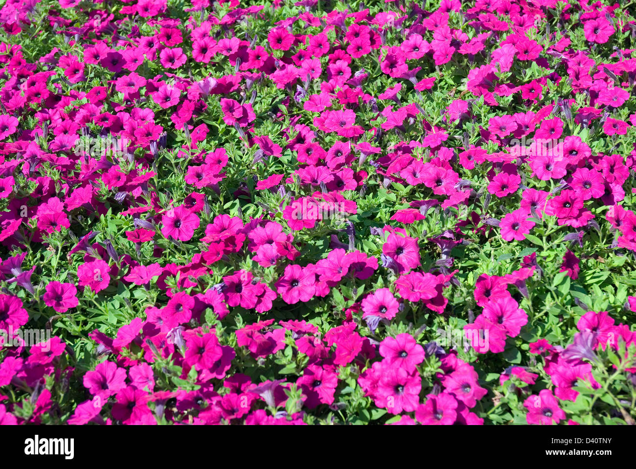 Glade avec les fleurs rouges(pétunia) Banque D'Images