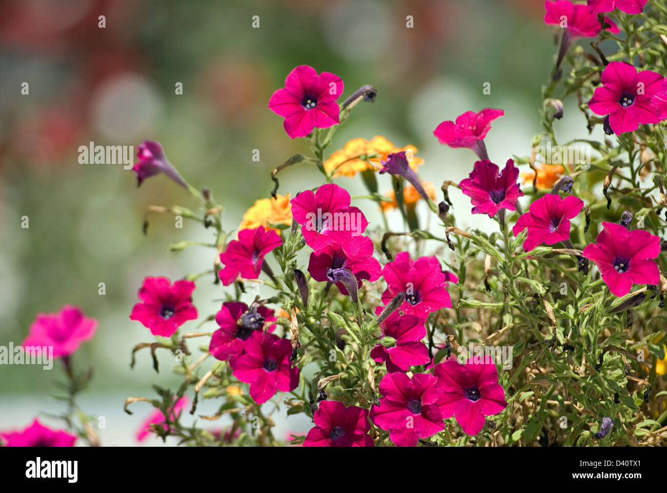 Les fleurs rouges (petunia) sont photographiés close-up Banque D'Images