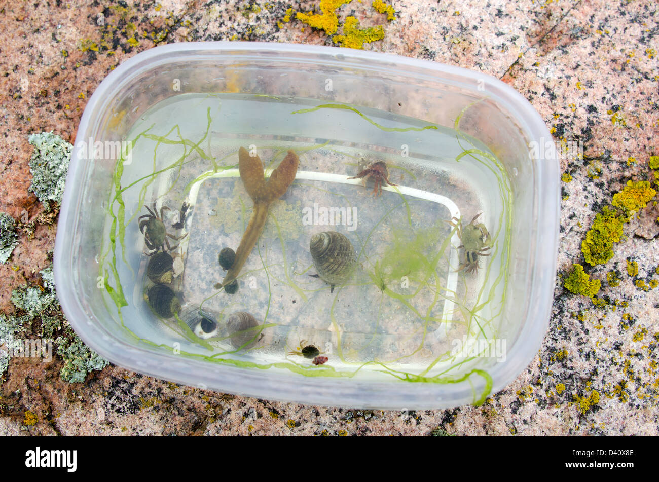 L'ermite, crabes, bigorneaux, et les algues recueillies sur un voyage en biologie marine dans l'Acadia National Park, Maine. Banque D'Images