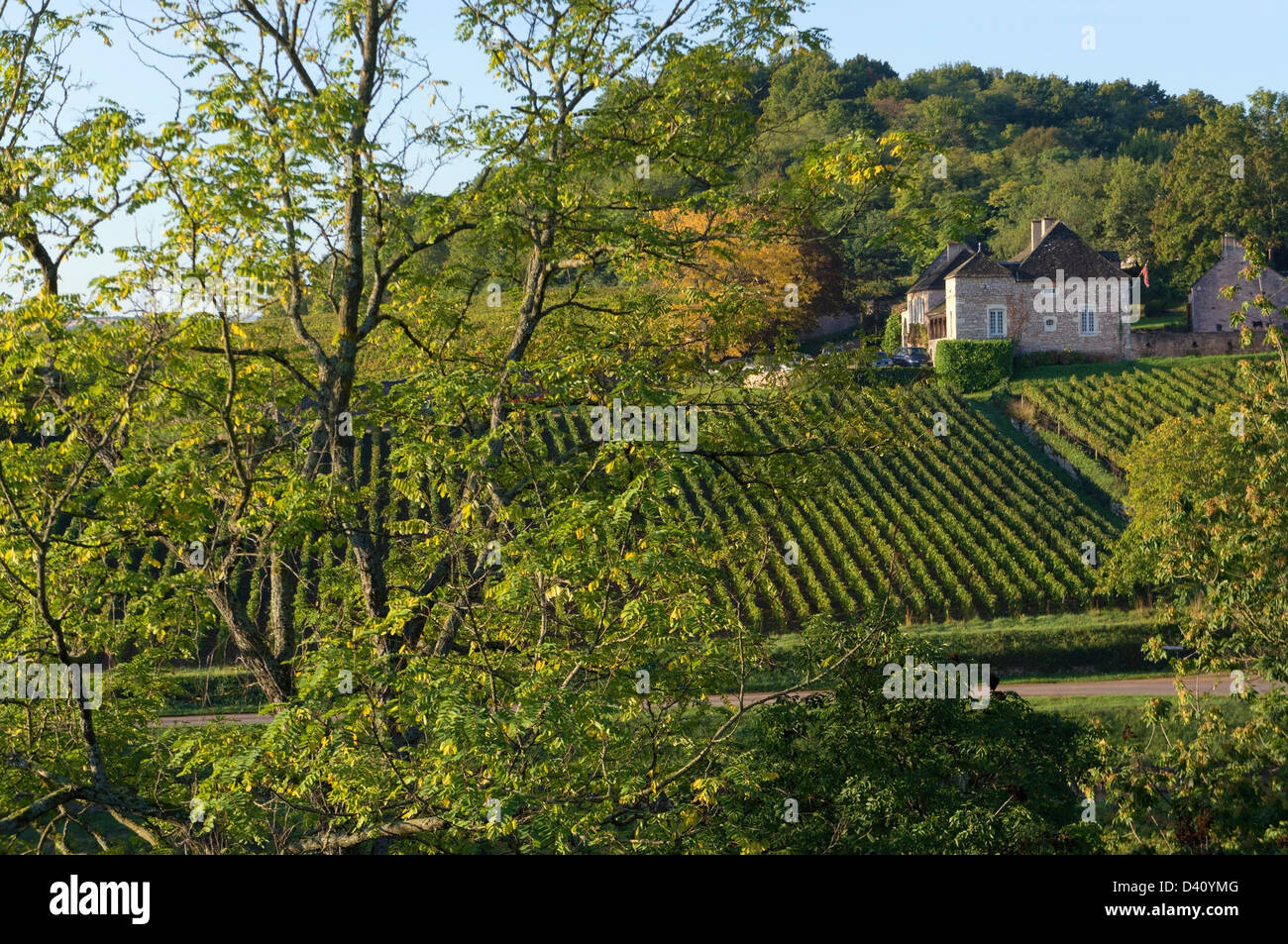 Bourgogne, France, vignoble - vignes dans la célèbre région viticole entourant le village de Mercurey, Saône-et-Loire, Bourgogne-Franche-Comté. Banque D'Images