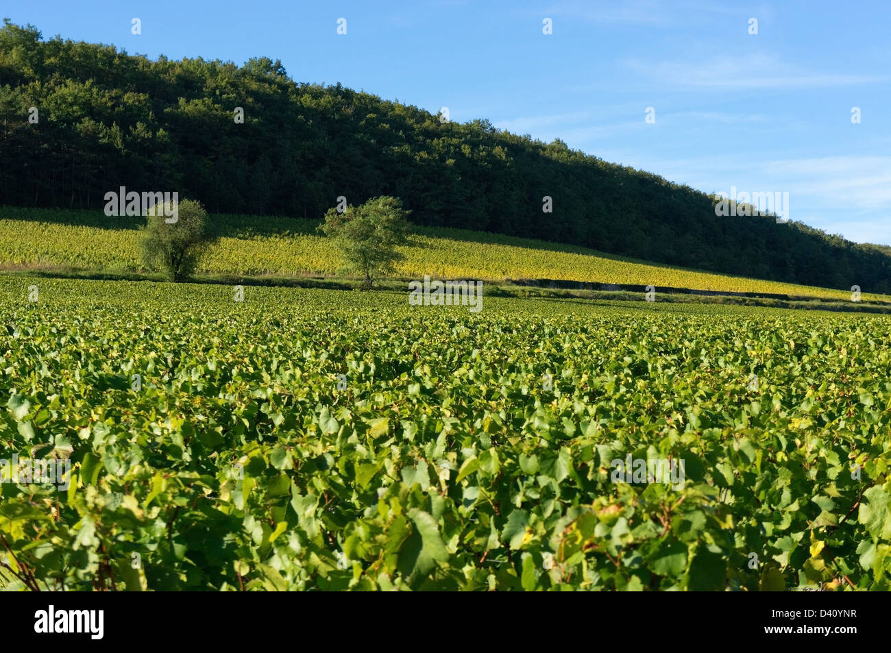 Vignes à Mercurey, Bourgogne / Bourgogne, France Banque D'Images