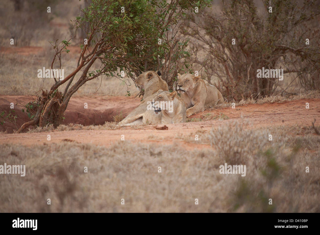 Lions Banque D'Images