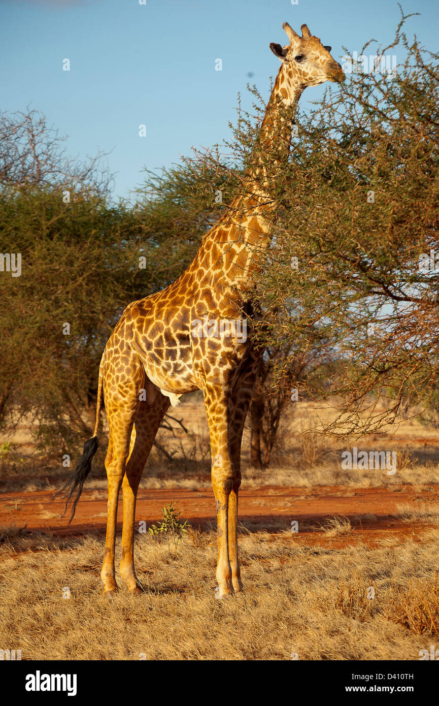 Girafe à Tsavo Banque D'Images