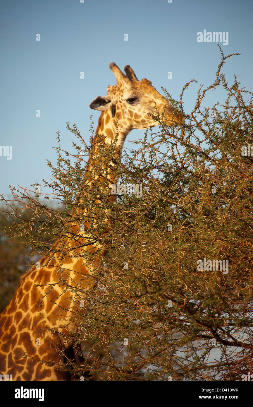 Girafe à Tsavo Banque D'Images