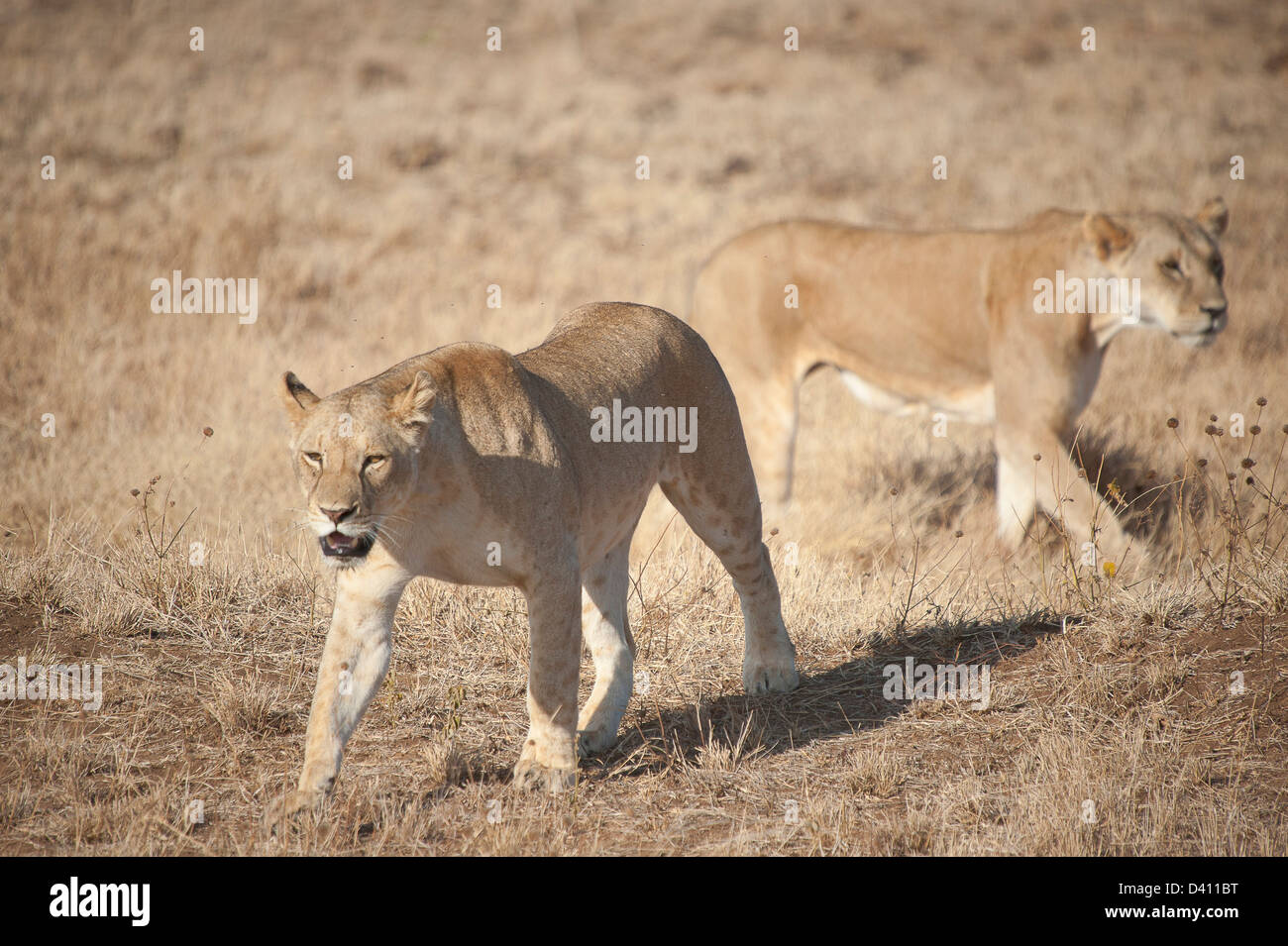 Lions de Tsavo Banque D'Images