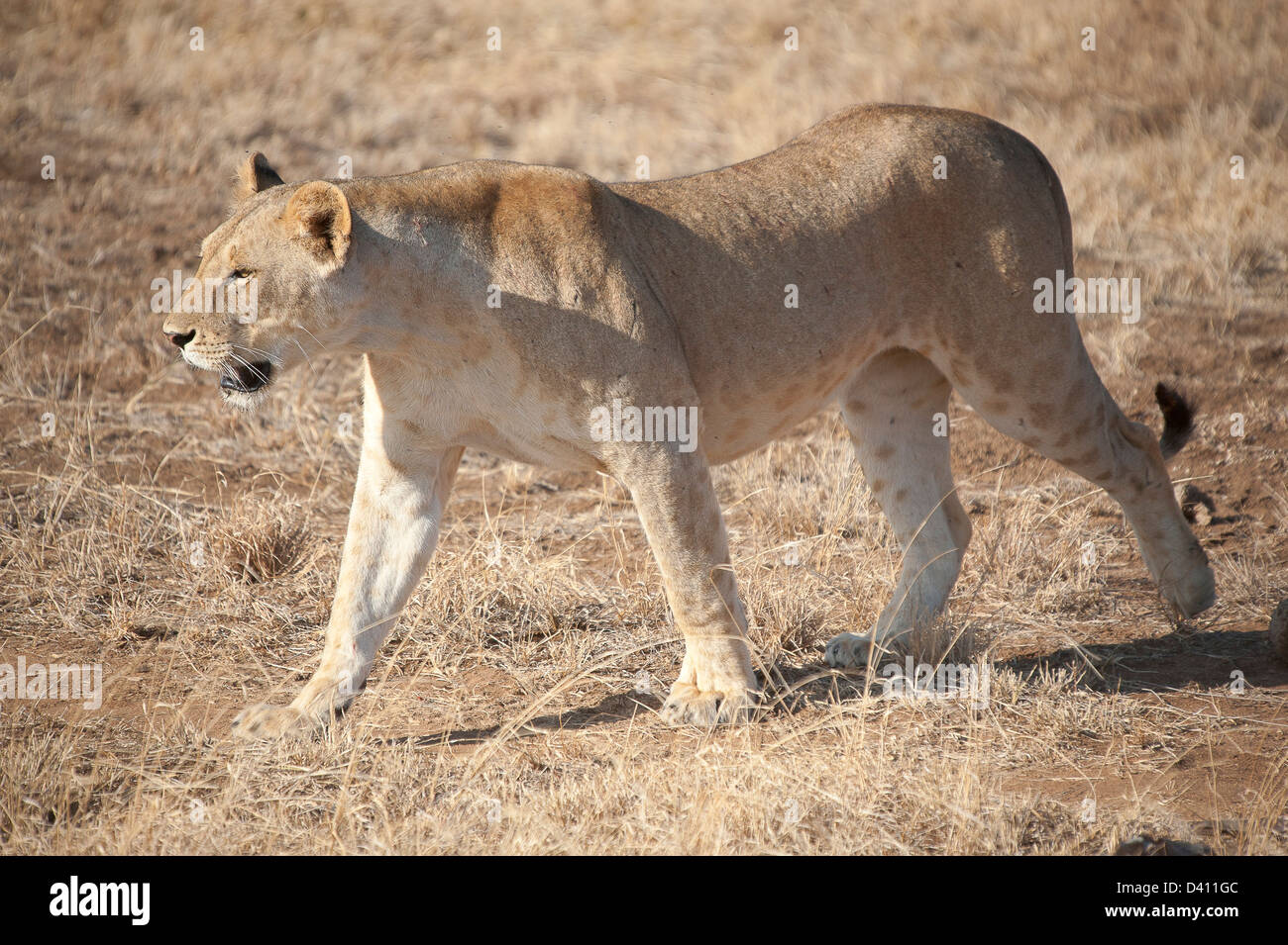 Lion de Tsavo Banque D'Images