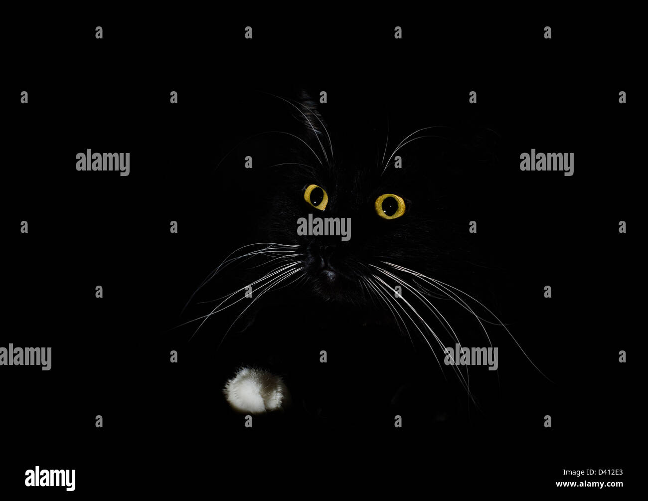 Un portrait d'un chat noir dans une pièce sombre Banque D'Images
