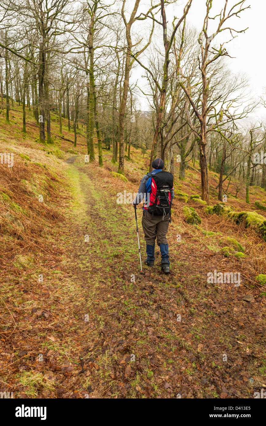 Rambler marche à travers bois Johnny en hiver, Borrowdale, Cumbria, Lake District, England, UK Banque D'Images
