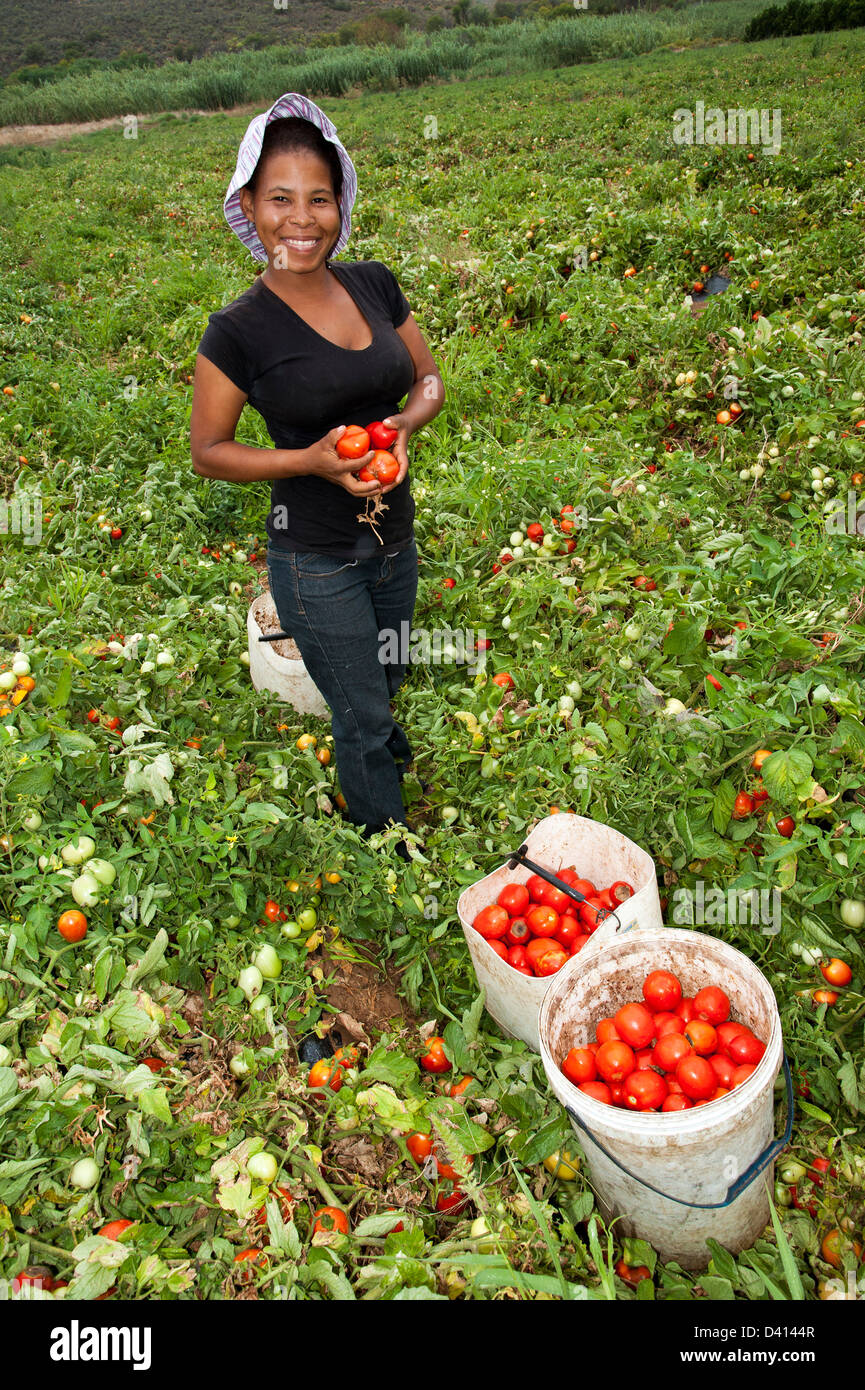 Jeune femme africaine noire tomates cueillette à la ferme de Montagu, Western Cape AFRIQUE DU SUD Les tomates séchées au soleil sera pour l'exportation Banque D'Images