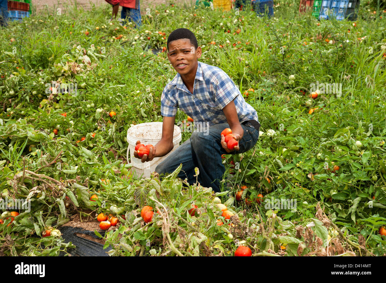 Jeune homme africain picking tomatoes qui sera le soleil a séché pour l'exportation. Montagu Western Cape Afrique du Sud Banque D'Images