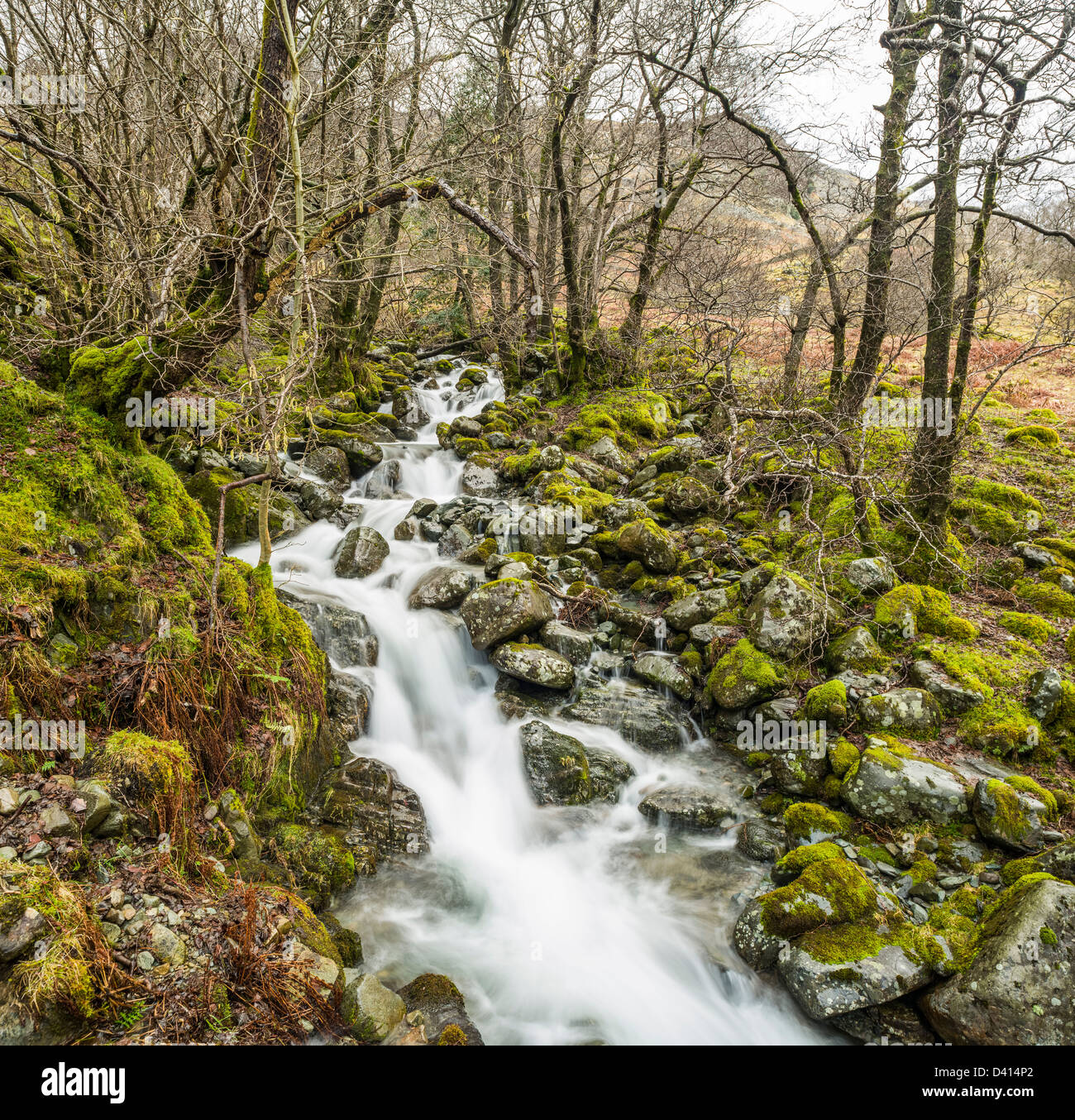 Petit cours d'eau par Scaleclose Coppice en hiver, Borrowdale, Cumbria, Lake District, England, UK Banque D'Images