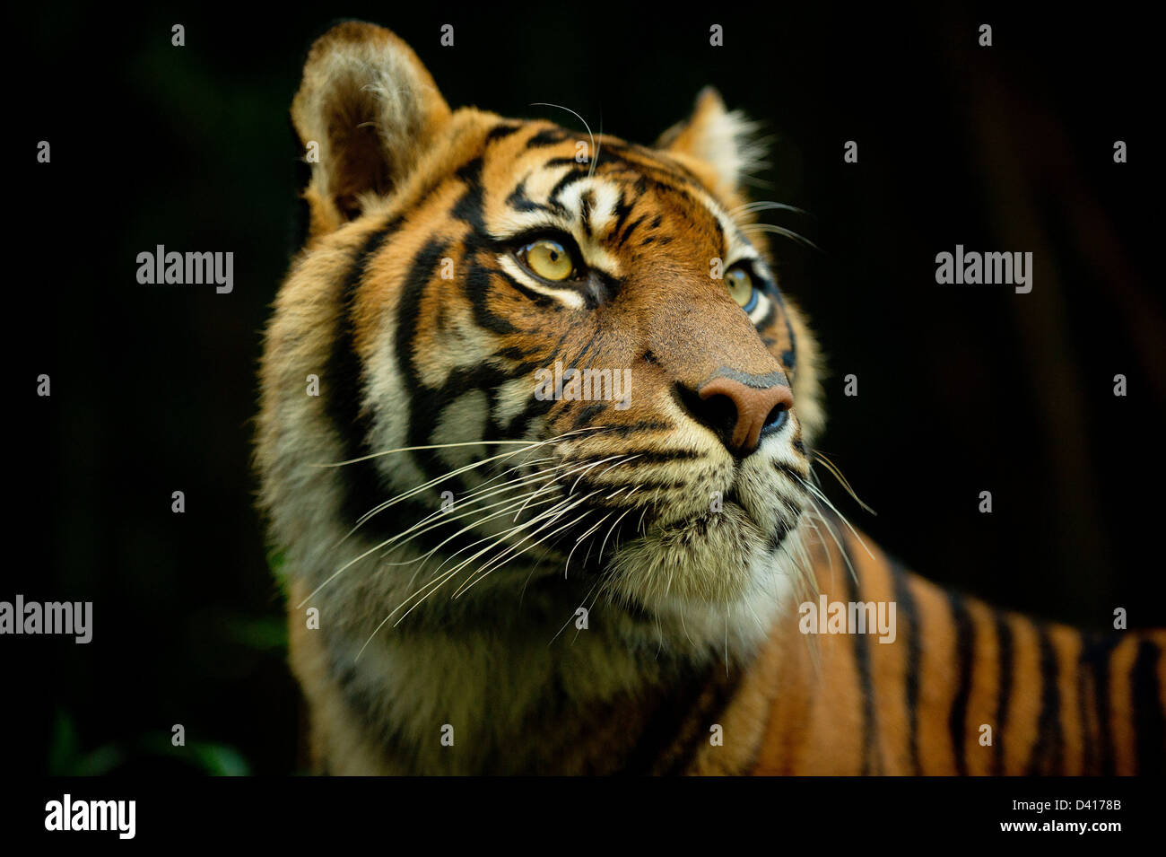 Portrait d'un visage tigres Banque D'Images
