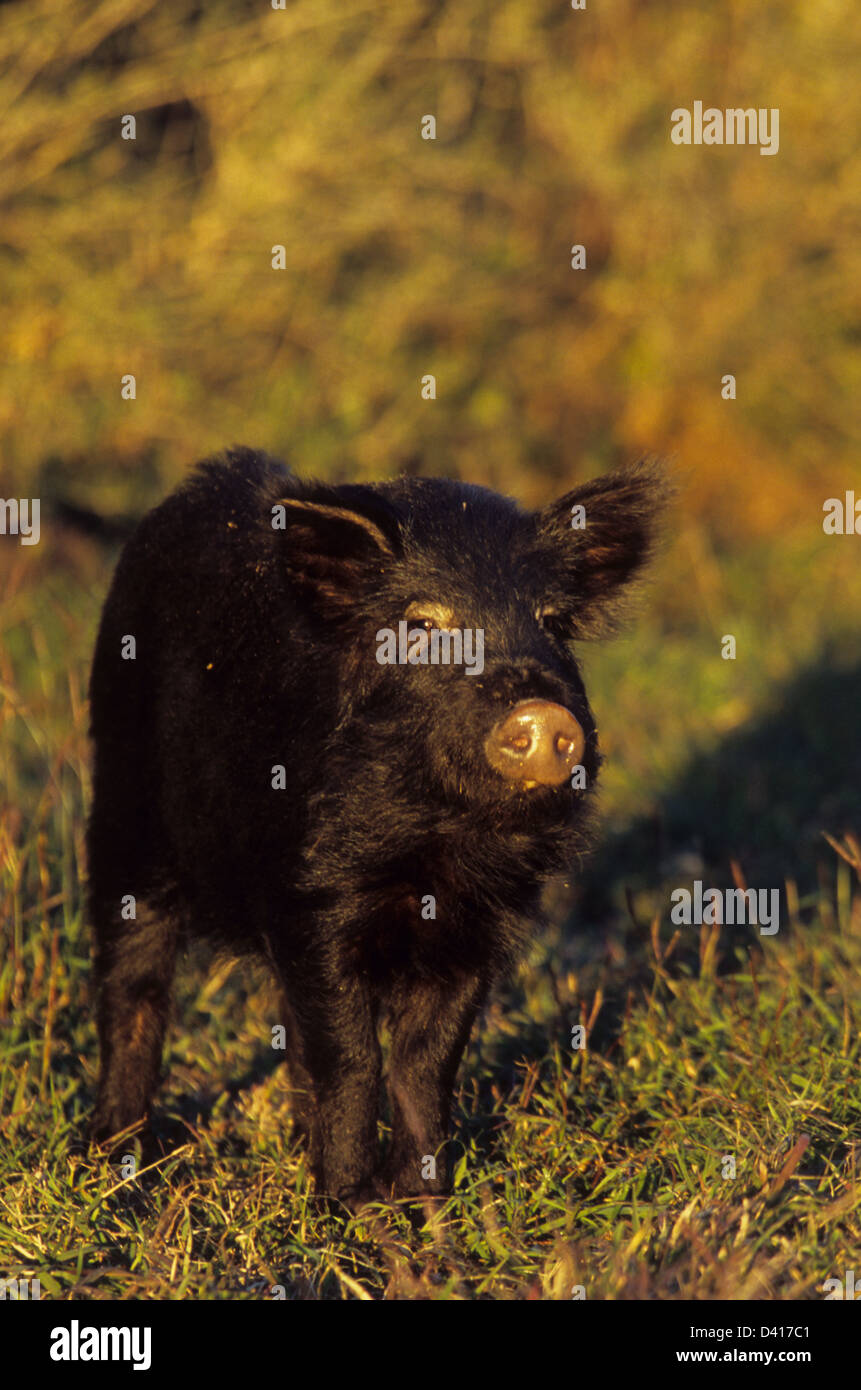 Porcs sauvages bébé Banque D'Images