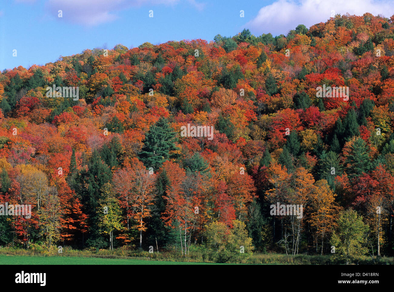 Elk280-1088 Vermont, de l'Est New York, feuillage de l'automne le long d'une route de campagne Banque D'Images